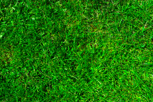 high angle view of grass background.