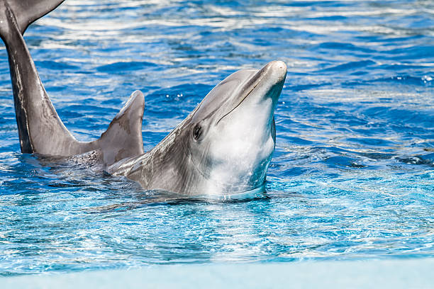 istock Dolphins swim in the pool 168647328