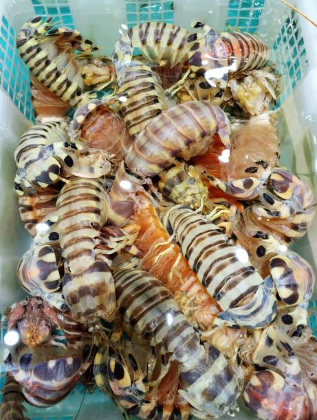 istock kuruma shrimp (Penaeus japonicus） 1686474202