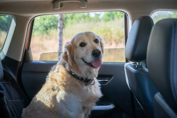 istock Happy Golden retriever sitting in car. 1686480609