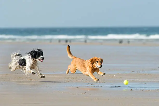 Two dogs playing with a ball on the beach