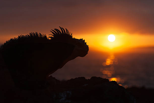 Galapagos marine iguana Galapagos marine iguana, Galapagos islands, Ecuador marine iguana stock pictures, royalty-free photos & images