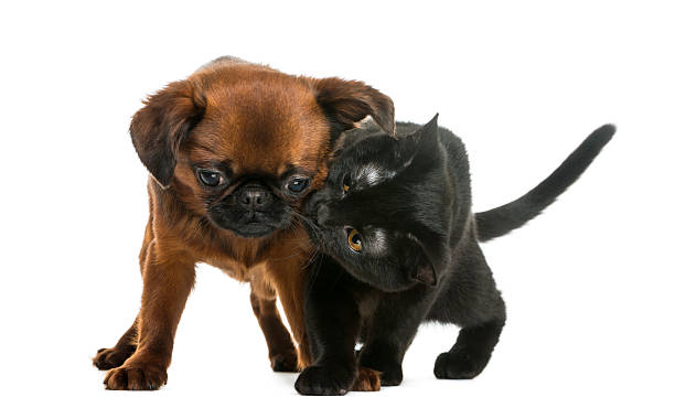 istock Bombay kitten sniffing a Petit Brabancon 168649171