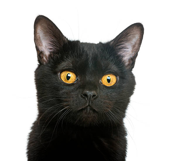 istock Close-up of a Bombay kitten, isolated on white 168649330