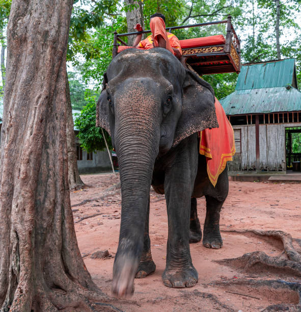 istock Asian elephant and caregiver 1686496887