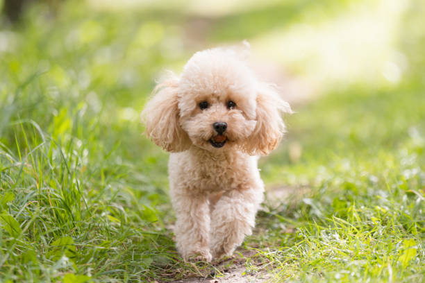 istock Toy poodle in the summer on the green grass 1686500021