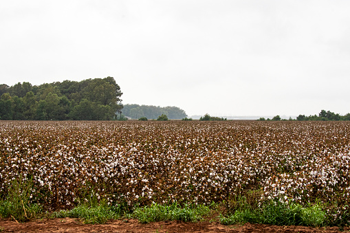 North Louisiana cotton field with crop ready for harvesting