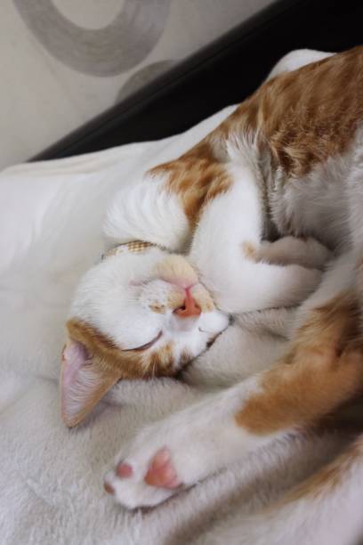 istock Red Kitten. He sleeps, curled up. A picture from above. 1686520609