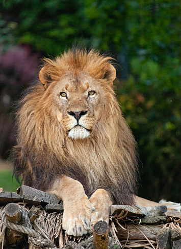 portrait of a lion on a blurred background