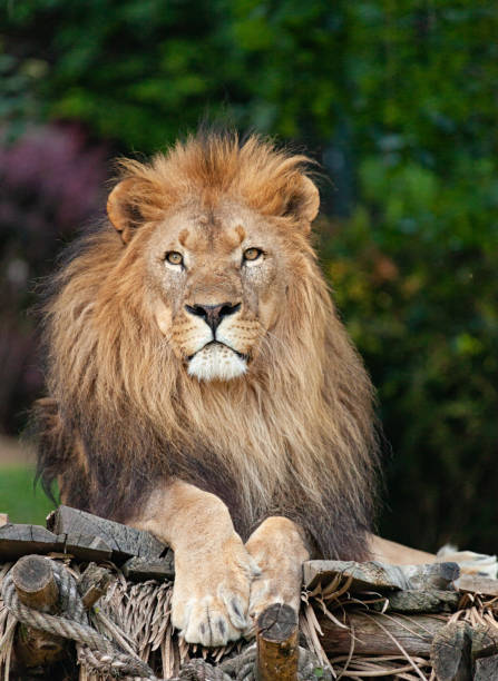 Lion close-up Lion close-up portrait asian lion stock pictures, royalty-free photos & images