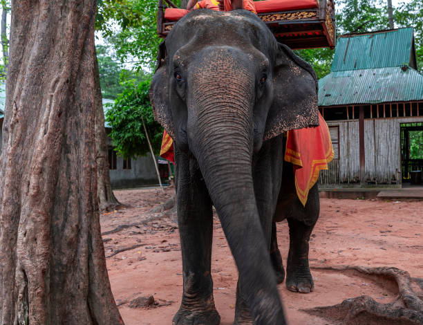istock Asian elephant and caregiver 1686528167