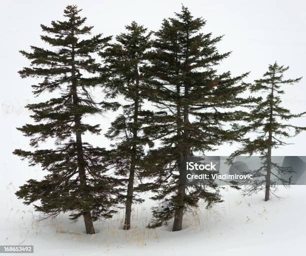 Firtree Foto de stock y más banco de imágenes de Hielo - Hielo, Árbol de navidad, Abeto