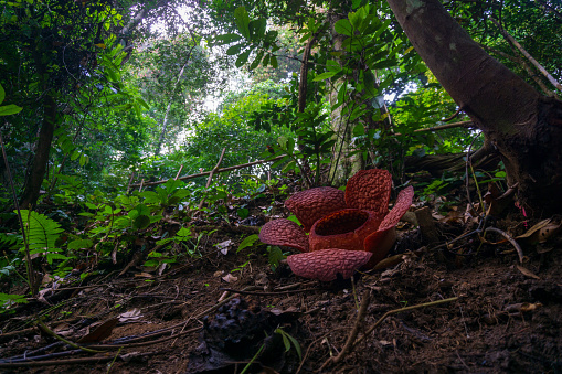 Indonesian morning view in a tropical forest with beautiful Bengkulu rafflesia flowers blooming