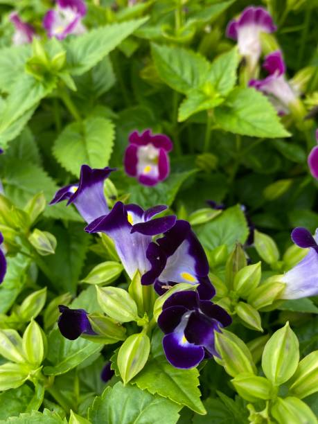 istock Torenia fournieri 1686539770