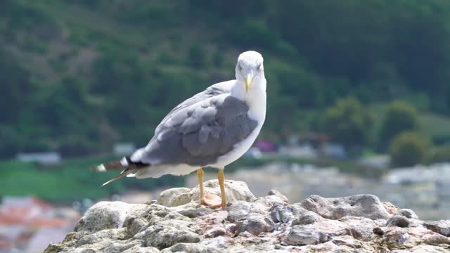 bird seagull ocean beach