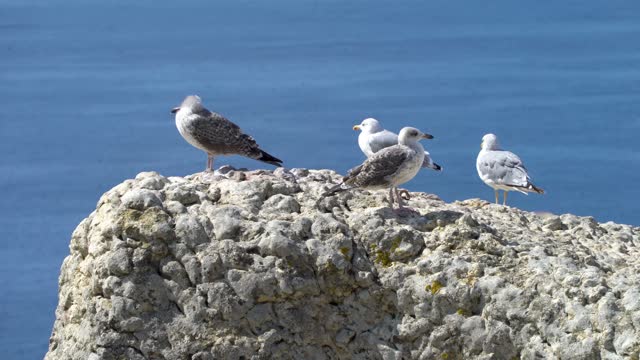 bird seagull ocean beach