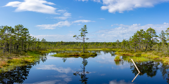 A landscape at the Viru bog, about 50 kilometers east from Tallinn, Estonia.