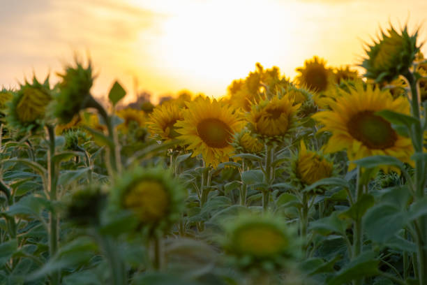 istock A sunflower field in southern Finland 1686560125
