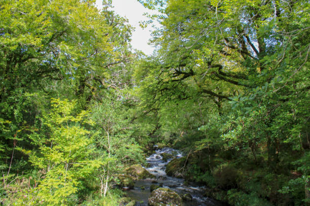 istock Green river flowing through the west of Ireland 1686574749