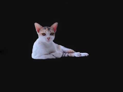 Indonesia Calico cat sitting on the dark black background. Tricolor cat looking at the camera against black background