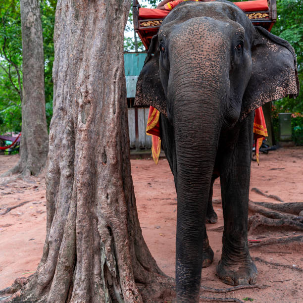 istock Asian elephant and caregiver 1686575409