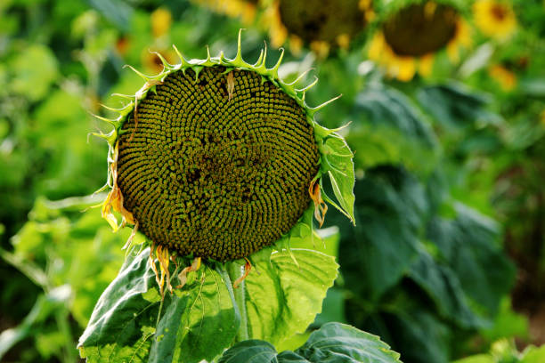 istock Sunflower with field in the background 1686576506
