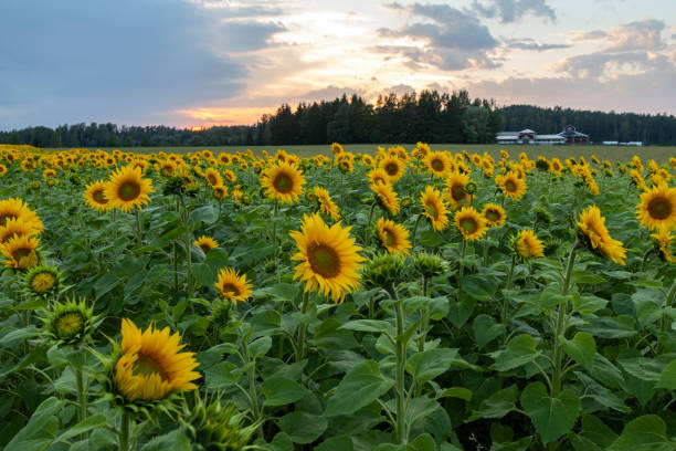 istock A sunflower field in southern Finland 1686577024