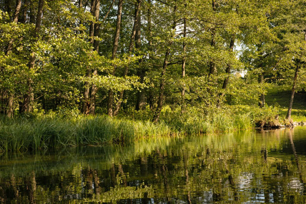 In the evening mood in the Spreewald, canal with barge. Burg, Spreewald, Brandenburg, Germany