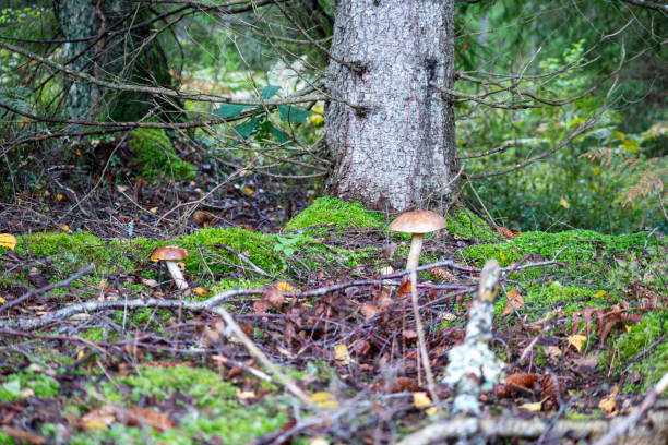 istock Two mushrooms growing in the forest with a tree trunk in the background 1686580243