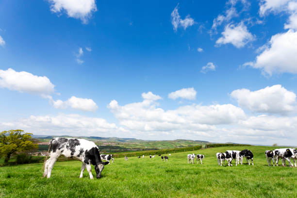 Devon field of cows Cows in a field in Devon, UK Devon stock pictures, royalty-free photos & images