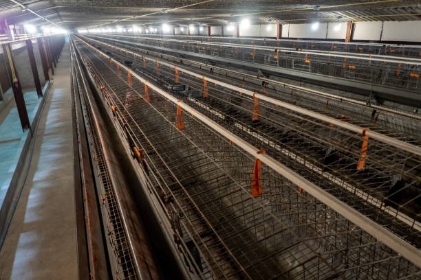 The empty laying cages in the chicken farm
