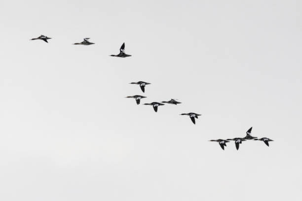 istock A flock of common merganser formation flying 1686584663