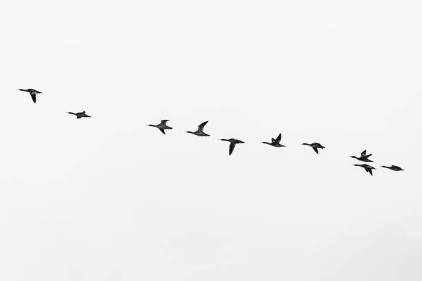 istock A flock of common merganser formation flying 1686585193