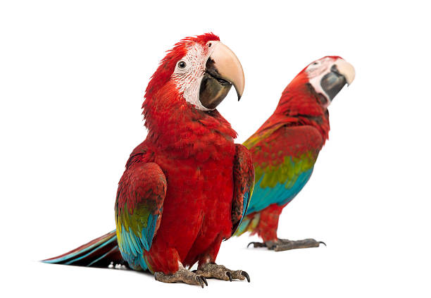 istock Two Green-winged Macaws in front of white background 168658590