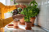 Woman takes basil leaves from plant in pot at home for prepare food, hands close-up.