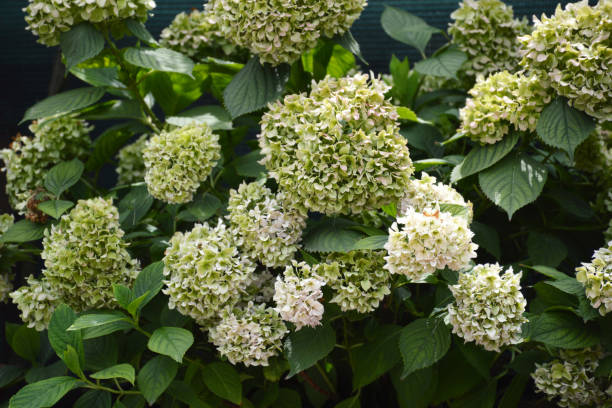 istock Green Hydrangea flowers. Changing colours of matured hydrangea flowers. 1686596970
