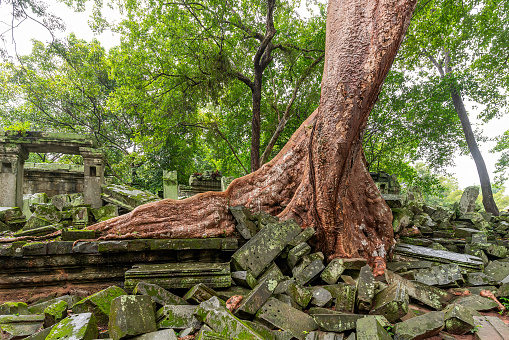 Giant Banyan Tree Root at Bang Mealea