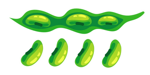 ilustrações de stock, clip art, desenhos animados e ícones de bean plant soy pod green pea isolated set. vector flat graphic design illustration - green bean bean pod nobody