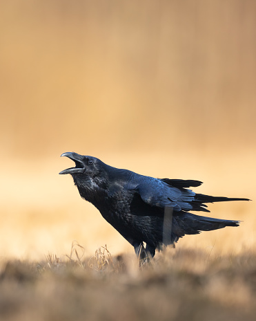 A beautiful raven Corvus corax, bird North Poland Europe