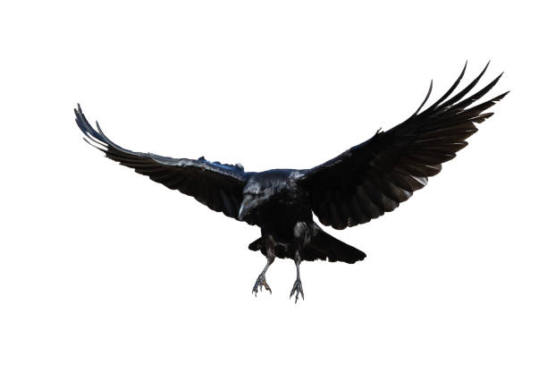 istock Birds flying raven isolated on white background Corvus corax. Halloween 1686611138