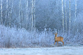 Mammals - Roe deer on frosty morning meadow, wildlife Poland Europe, winter time