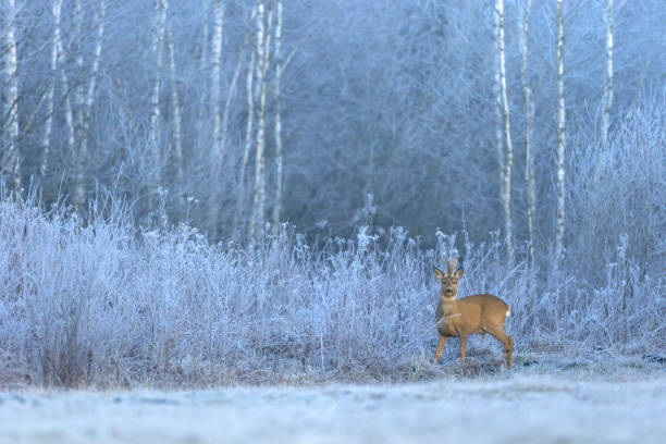 Mammals - Roe deer on frosty morning meadow, wildlife Poland Europe, winter time Mammals - Roe deer on frosty morning meadow, wildlife Poland Europe, winter time roe deer frost stock pictures, royalty-free photos & images