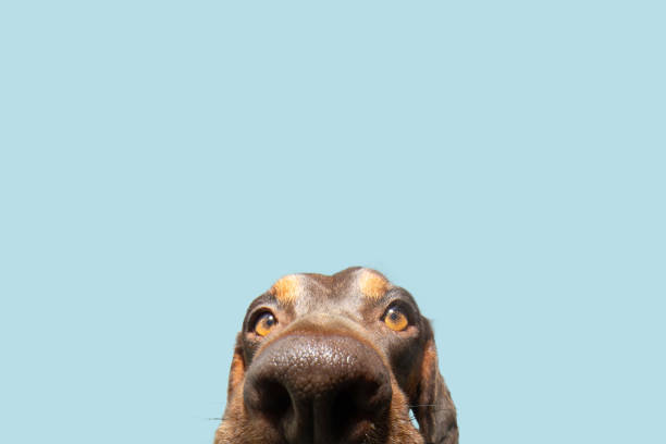 istock Funny close-up boderman dog. Isolated on blue pastel background 1686612486
