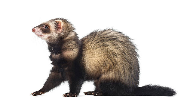 istock Ferret sitting and looking left, isolated on white 168661260