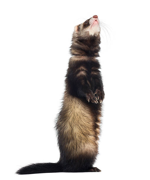 istock Ferret standing on hind legs and looking up, isolated 168661282