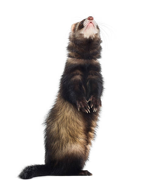 istock Ferret standing on hind legs and looking up, isolated 168661286