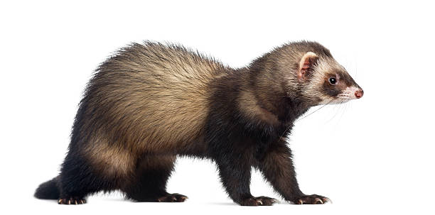 istock Ferret sitting and looking right, isolated on white 168661301