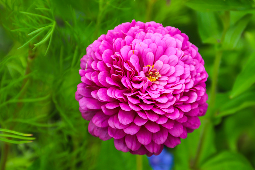 Pink zinnia flower in garden