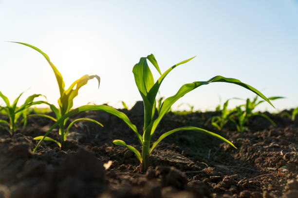 istock Young corn grows in an organic field. Cultivation of corn. Beautiful image of corn 1686613575