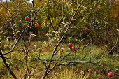 Apple tree with apples in the park in autumn. Autumn landscape. Soft focus
